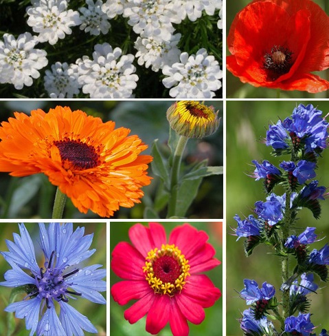 ColourMax 7 - Annual Summer Bee Flower Seed